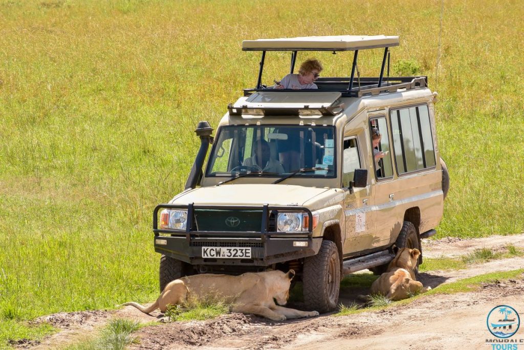 Masai Mara Bush Safaris with Mohrale Tours & Travel