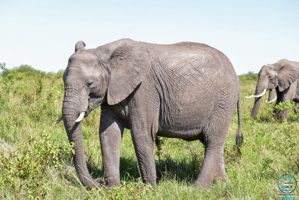 Elephants  in Maasai Mara 