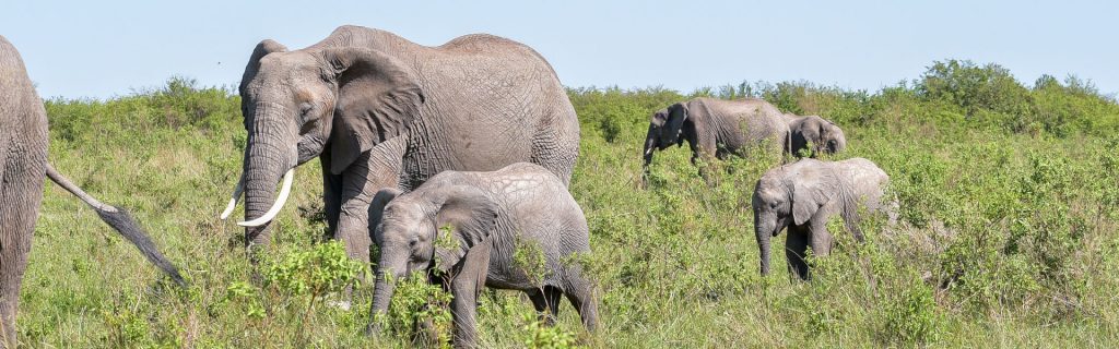 Masai mara