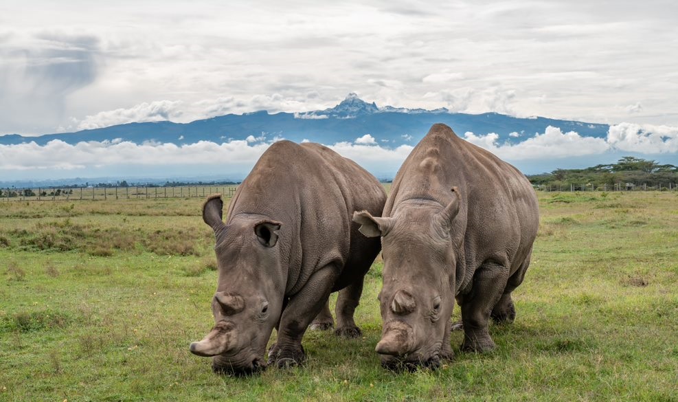 White Rhinos in Ol pejeta conservancy
