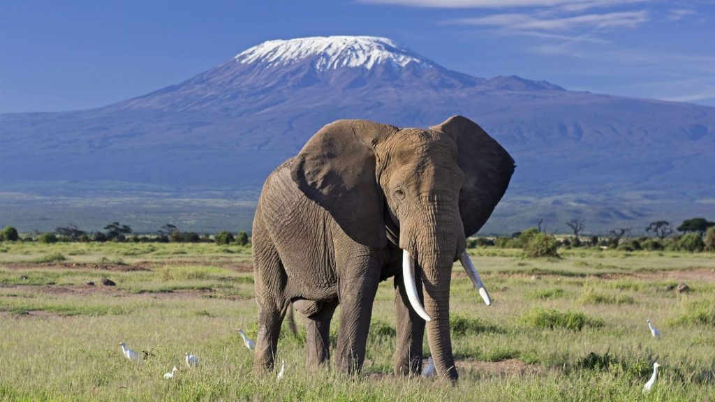 Elephant in Amboseli National park