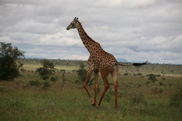 Masai Mara Safari